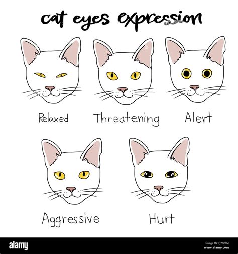 cat eyes meaning pictures|Cat Eyes: The Various Shapes and Expressions.